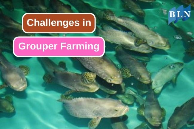 Challenges In Modern Grouper Farming